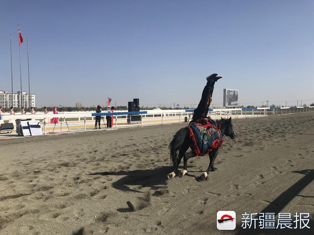 今年最新靓女骑矮马，时尚潮流与优雅魅力的完美结合